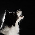 愛犬の夜鳴きを改善…