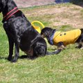 犬の鼻についての豆…