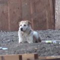 飼い主に見捨てられ…