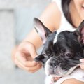 なぜ犬の皮膚はびよ…