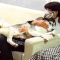 ハスキー犬が飼い主…