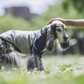 犬が『認知症』にな…