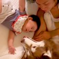 赤ちゃんが大型犬２…