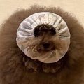 ご飯を食べる犬が『…