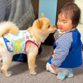 犬が我が子のように…