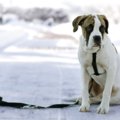 犬が寂しくなってし…