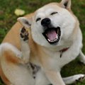間違いだらけのマダ…