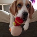まんまと飼い主さん…