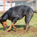 愛犬のストレスサイ…