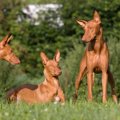 知っていたら犬博士…
