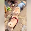 パグ犬３匹とお散歩→…