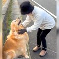 犬が散歩中におばあ…