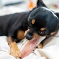 犬が『独り占め』し…
