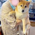 犬が久々に『おばあ…