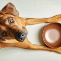 犬が『食べ物をずっ…