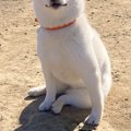 ドッグランに遊びに…