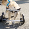 犬の足がガクガク震…