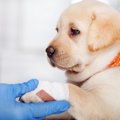 犬が『足を引きずっ…