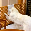 超大型犬が『おやつ…