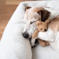 犬が『快適に眠れる…