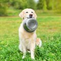 犬が満腹な時に見せ…
