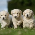 犬の幼稚園や保育園…