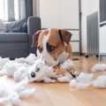 犬を飼う前に絶対知…