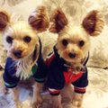 保護犬のしつけとそ…