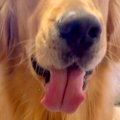 妹が大型犬に『ハロ…
