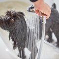 犬はシャワーとお風…