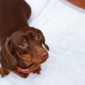 犬の『トイレの様子…