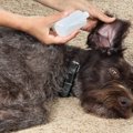 暴れてできない！犬…