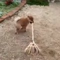 ホウキでお掃除する…