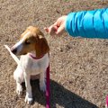 犬が飼い主のことを…