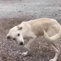 耳がちぎれ首輪をを…