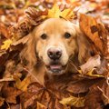 老後に犬を迎えるメ…