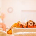 犬を溺愛している人…