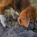 愛犬が夢中で地面を…