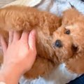 『普通のトイプード…