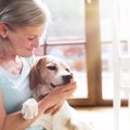 犬が愛している人に…