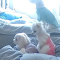 外出中、ふと『ペッ…