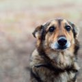 ヨーロッパの野良犬…