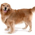 犬がしっぽを振り回…