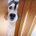 ハスキー犬が呼びに…