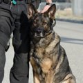 犬の嗅覚は人間の何…