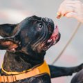 愛犬のしつけで効果…