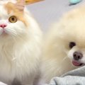 犬と猫に『久しぶり…