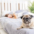 なぜ犬は『飼い主の…
