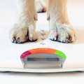 柴犬の適正体重につ…