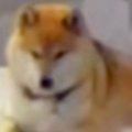 お留守番中の犬が心…